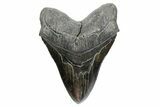 Serrated, Fossil Megalodon Tooth - Giant SC River Meg #353104-1
